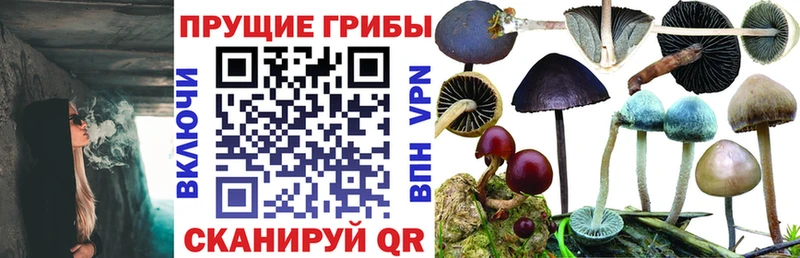 Псилоцибиновые грибы Cubensis даркнет Telegram Малоархангельск купить наркотики цена
